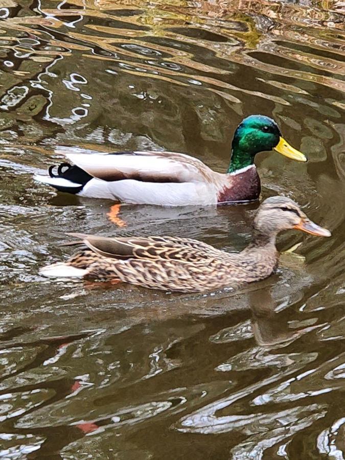 Magnolia Streamside Resort Canadensis Eksteriør bilde